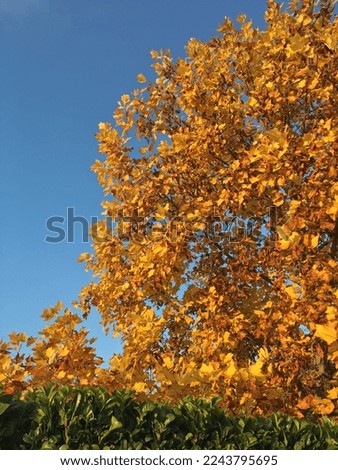 Autumn tree, yellow orange leaves, blue sky, fall season Zdjęcia stock © 