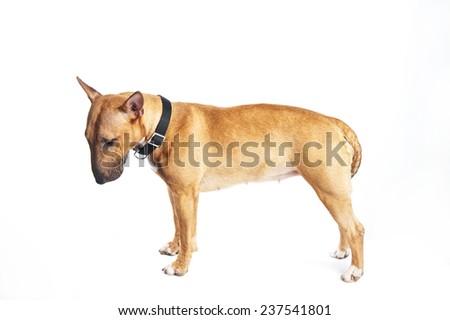 Bull terrier on a white background