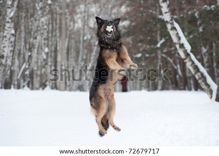 German sheep dog is jumping