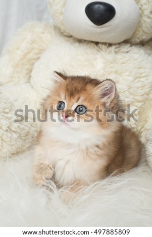 adorable british shorthair kitten