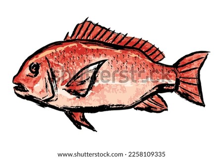 I drew a sea fish red sea bream in ink painting. vector illustration