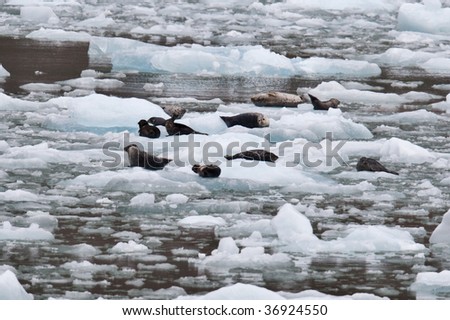 Sea lions floating on icebergs that have broken from a glacier