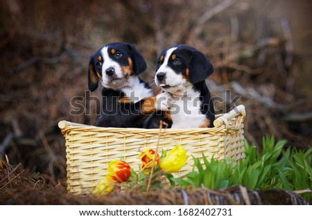 Similar – Image, Stock Photo Appenzeller mountain dog in the hallway