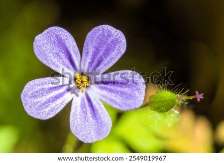 Similar – Image, Stock Photo Geranium robertianum macro with natural background Pink and white five-petal flower. Copy space with unfocused background.