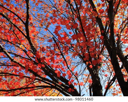 Autumn Skyscape - Fall trees, leaves, and colors with a spectacular blue sky background.