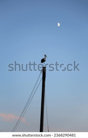 Image, Stock Photo a stork sits in the snowy eyrie