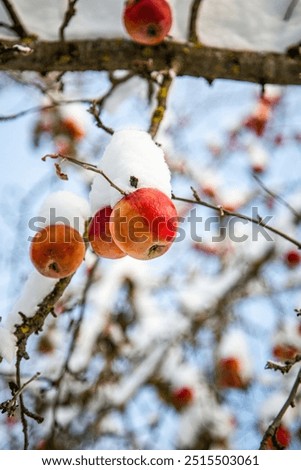 Similar – Foto Bild Winterapfel Apfel