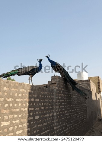 Similar – Image, Stock Photo Peacock sitting outside on a wall