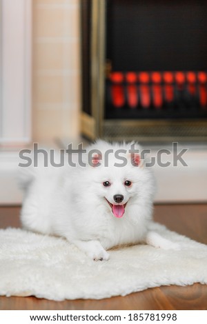 Pomeranian spitz on sheepskin in front of decorative fireplace