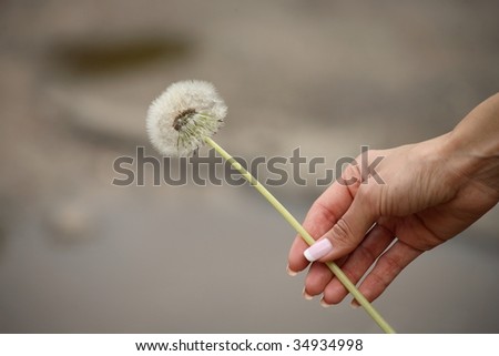 Girl hand holding a dandelion in his hand