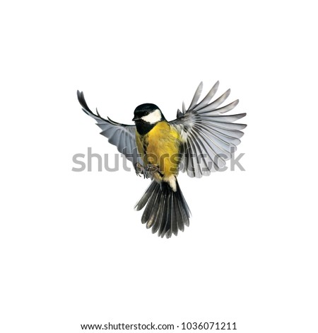 Similar – Image, Stock Photo A blue tit flying out of its nest box at high speed in search of food for its hungry offspring