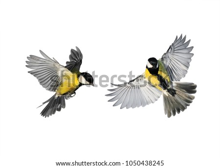 Similar – Image, Stock Photo A little blue tit hangs upside down on the branch of a green Japanese fan maple. The first still small leaves can be seen. Green, calm, natural background with lots of text space.