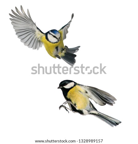 Similar – Image, Stock Photo A blue tit flying out of its nest box at high speed in search of food for its hungry offspring