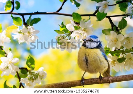 spring natural background with little cute bird tit sitting in may garden on a branch of flowering Apple tree with white fragrant buds Foto d'archivio © 