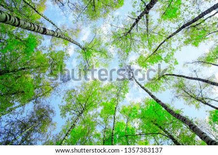 Image, Stock Photo Birches growing towards the sky