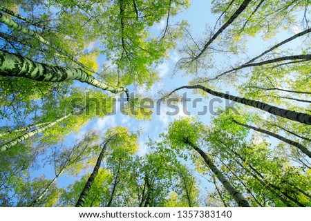 Similar – Image, Stock Photo Birches growing towards the sky
