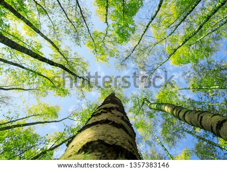 Similar – Image, Stock Photo Birches growing towards the sky
