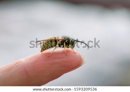 Similar – Image, Stock Photo wasps Wasps Insect Pierce