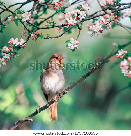 Similar – Foto Bild Singende Nachtigall im Baum