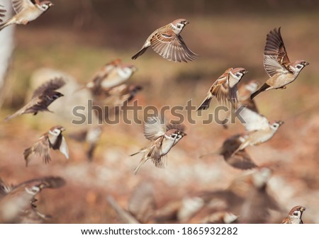 Similar – Image, Stock Photo a bird takes off from the sandy beach