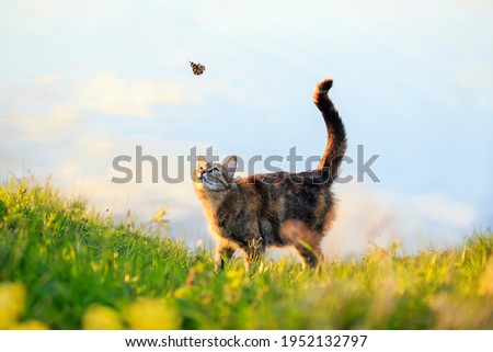 Similar – Image, Stock Photo Cat in a flower meadow