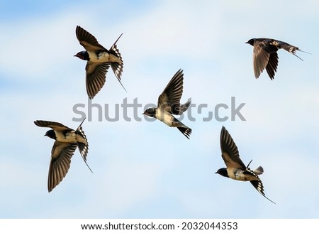  set of birds village swallows fly high against the blue sky Сток-фото © 