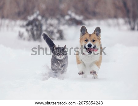 Similar – Image, Stock Photo two cats running through the garden