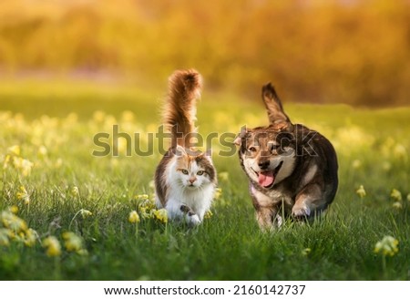 Similar – Image, Stock Photo two cats running through the garden
