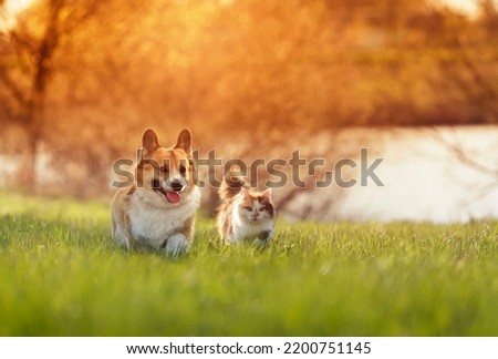 Similar – Image, Stock Photo two cats running through the garden