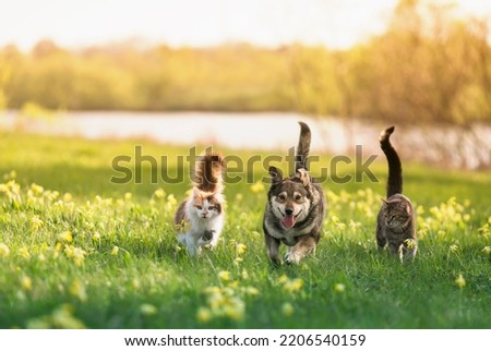 Similar – Image, Stock Photo two cats running through the garden