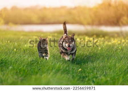 Similar – Image, Stock Photo two cats running through the garden