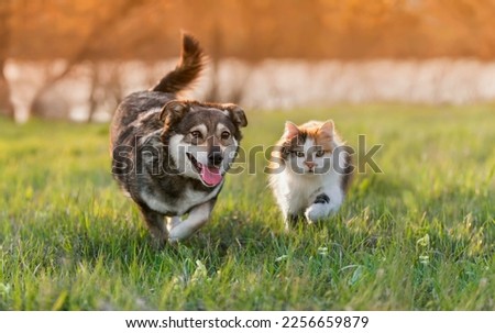 Similar – Image, Stock Photo two cats running through the garden