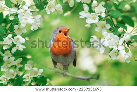 Image, Stock Photo Robin on the branch