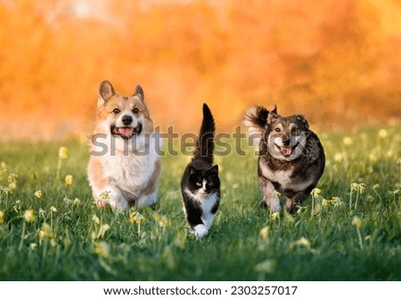 Similar – Image, Stock Photo two cats running through the garden