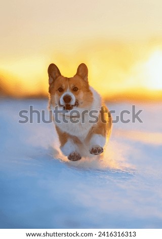 Similar – Image, Stock Photo Attention Winter Nature