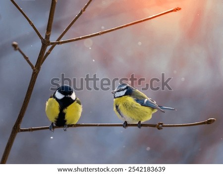 Similar – Image, Stock Photo Two birds sitting on the edge of a metal cup in front of a blurred background