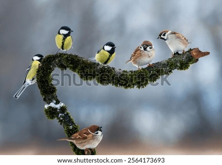 Similar – Image, Stock Photo tit on a branch in the forest