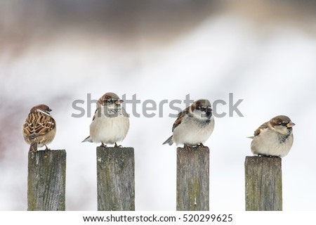 Similar – Foto Bild Zwei unterschiedliche Gartenzäune an einer Ecke