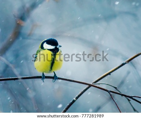 Similar – Image, Stock Photo Bird watching in winter