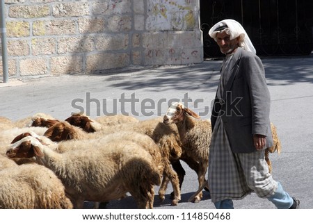 BETHLEHEM, SHEPHERDS FIELD - OSTOBER 05: The shepherd leads a flock of sheep grazing just as in biblical times in Bethlehem, Israel on October 05, 2006.