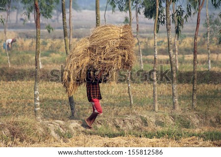 BAIDYAPUR, INDIA - DEC 01 : An unidentified farmer carries rice from the farm home on Dec 01, 2012 in Baidyapur, West Bengal, India. This is the main shipping method farmers