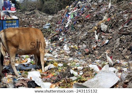 KOLKATA, INDIA - FEBRUARY 09, 2014: Streets of Kolkata. Animals in trash heap in Kolkata, India on February 09, 2014.
