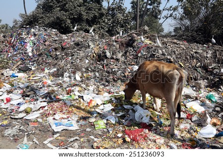 KOLKATA, INDIA - FEBRUARY 09, 2014: Streets of Kolkata. Animals in trash heap in Kolkata, India on February 09, 2014
