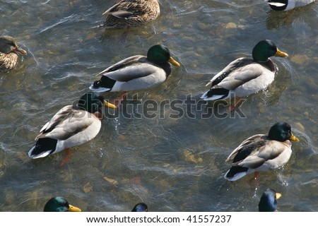 Wild ducks in water of nature lake