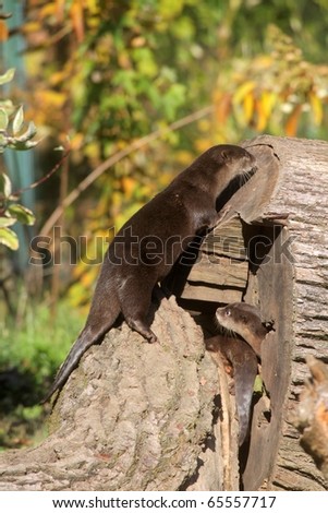Chinese Dwarf Otter