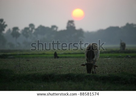 Landscape with a cow that graze grass at sunset in Sundarbans, West Bengal, India