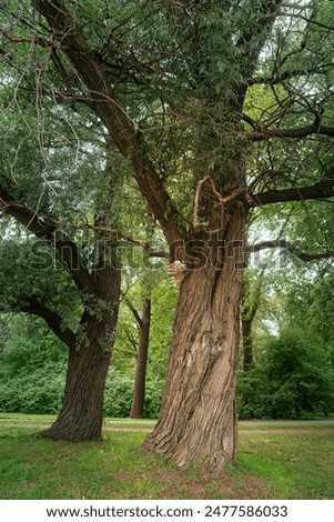 Similar – Foto Bild Trauerweide Weide Baum