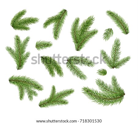 Set of fir branches. Christmas tree, pine, winter. 