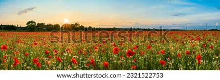 Similar – Image, Stock Photo Poppy field Poppy blossom