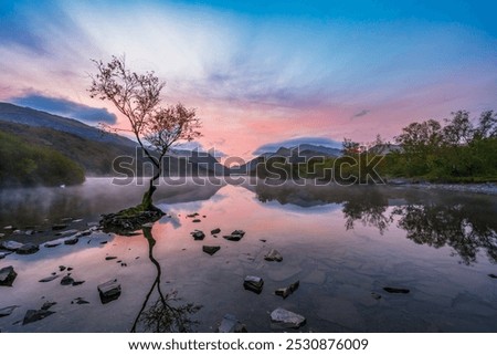 Similar – Image, Stock Photo A lone tree on the hillside survived the last storm